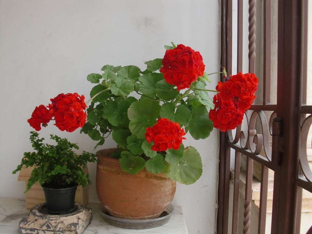 Adore Portugal Coimbra Guest House Eksteriør bilde